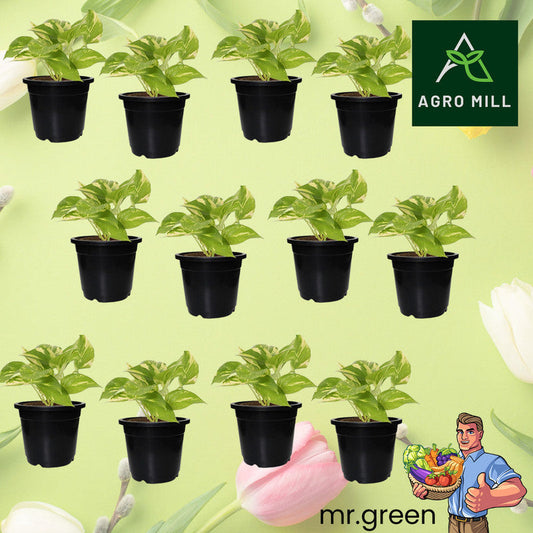 Durable Nursery & Germination Planters | 6 Inch | Set of 12