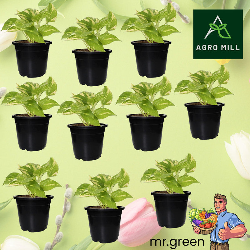 Durable Nursery & Germination Planters | 7 Inch | Set of 10