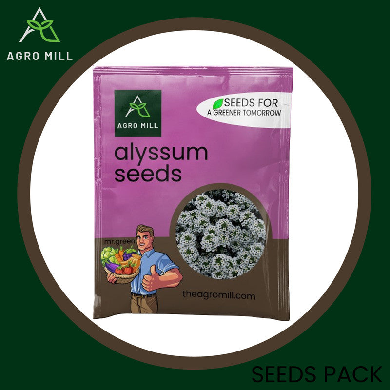 Alyssum Grow Box: Effortless Flower Gardening Kit