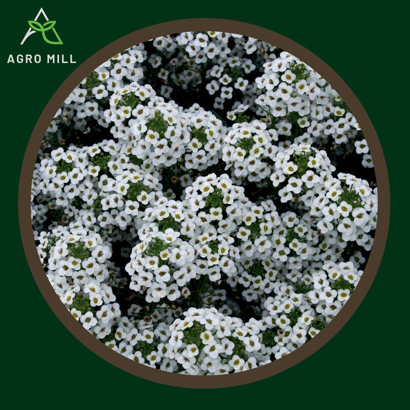 Alyssum | Sweet Alyssum | Carpet Of Snow | Sugandha | Flower Seeds for Home Garden | Open Pollinated | 100% Organic | Non Gmo | 180-200 SEEDS