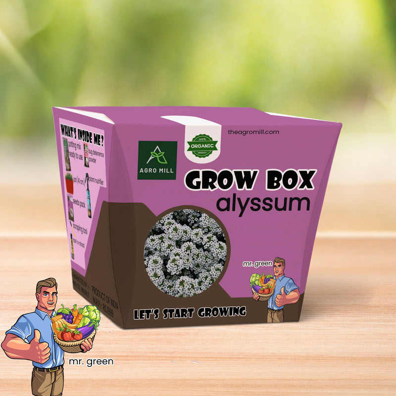 Alyssum Grow Box: Effortless Flower Gardening Kit