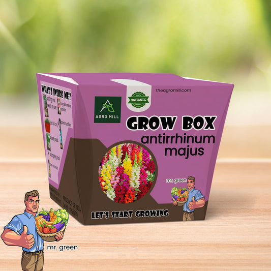 Snapdragon Sanctuary: Your Antirrhinum Majus Grow Box