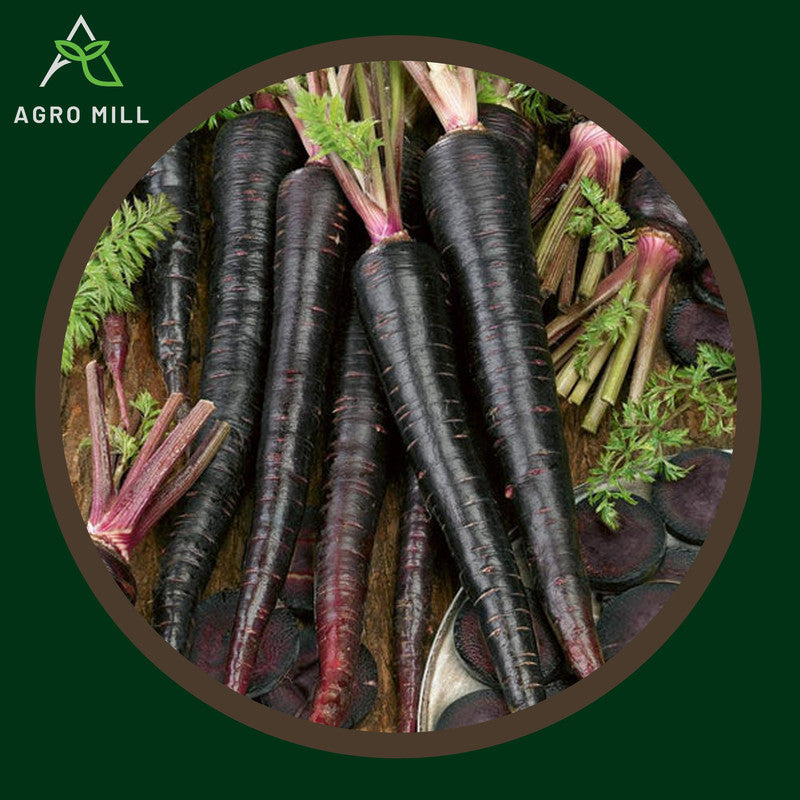 Black Carrot | Kali Gazar | Exotic Vegetable Seeds for Home Garden | Farming | Open Pollinated | 100% Organic | Non Gmo