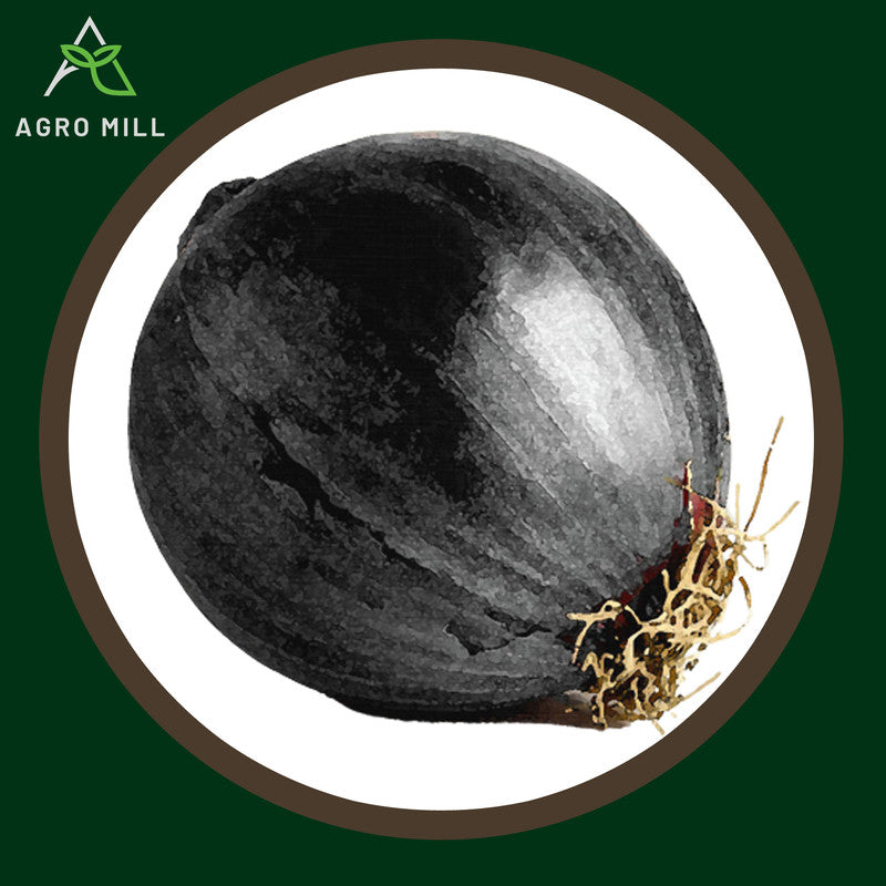 Black Onion | Kali Pyaaz | Exotic Vegetable Seeds for Home Garden | Farming | Open Pollinated | 100% Organic | Non Gmo | 3 Gm.