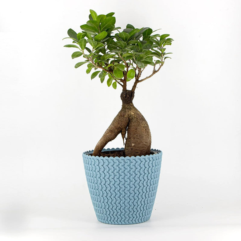 Elegant 7-Inch Jade Planters | Set of 5 | Blue