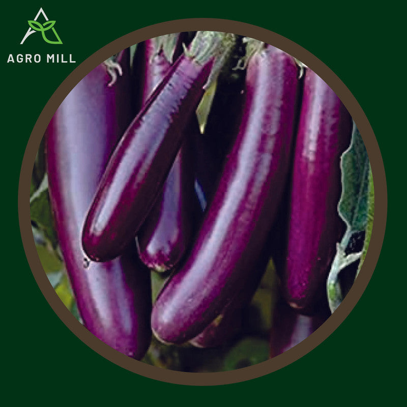 Brinjal Long | Eggplant |Baingan | Vegetable Seeds for Home Garden | Farming | Open Pollinated | 100% Organic | Non Gmo | 280-300 SEEDS