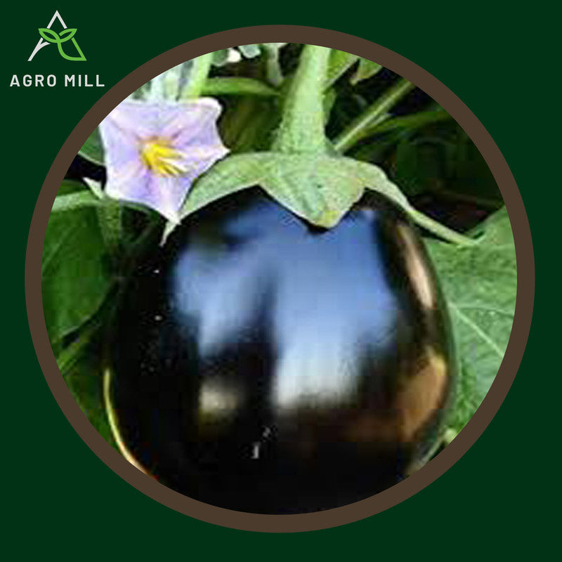 Brinjal Round | Eggplant |Baingan | Vegetable Seeds for Home Garden | Farming | Open Pollinated | 100% Organic | Non Gmo | 280-300 SEEDS