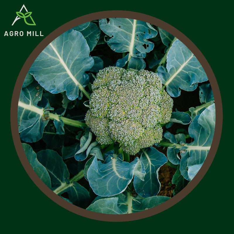 Broccoli | Exotic Vegetable Seeds for Home Garden | Farming | Open Pollinated | 100% Organic | Non Gmo | 180-200 Seeds