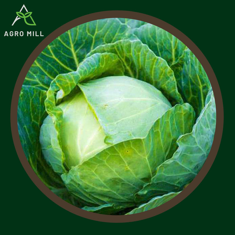 Cabbage | Patta Gobhi | Vegetable Seeds for Home Garden | Farming | Open Pollinated | 100% Organic | Non Gmo | 3 Gm.