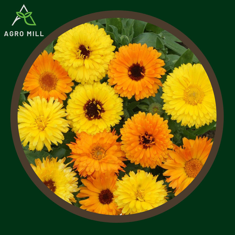 Calendula Mix | Marigold | Genda | Flower Seeds for Home Garden | Open Pollinated | 100% Organic | Non Gmo | 180-200 SEEDS