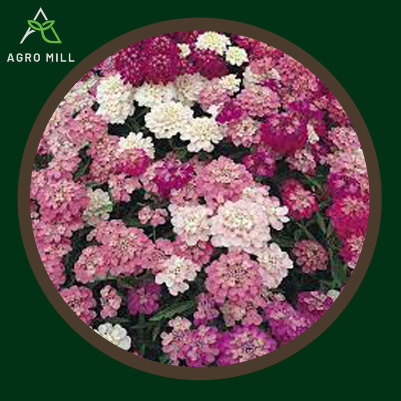 Candytuft | Iberis | | Snowflake | Flower Seeds for Home Garden | Open Pollinated | 100% Organic | Non Gmo | 230-250 SEEDS