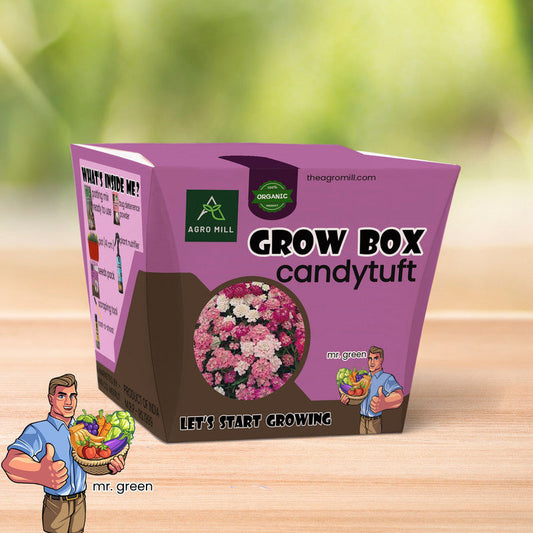 Candytuft Grow Box: Delightful Flower Gardening Kit