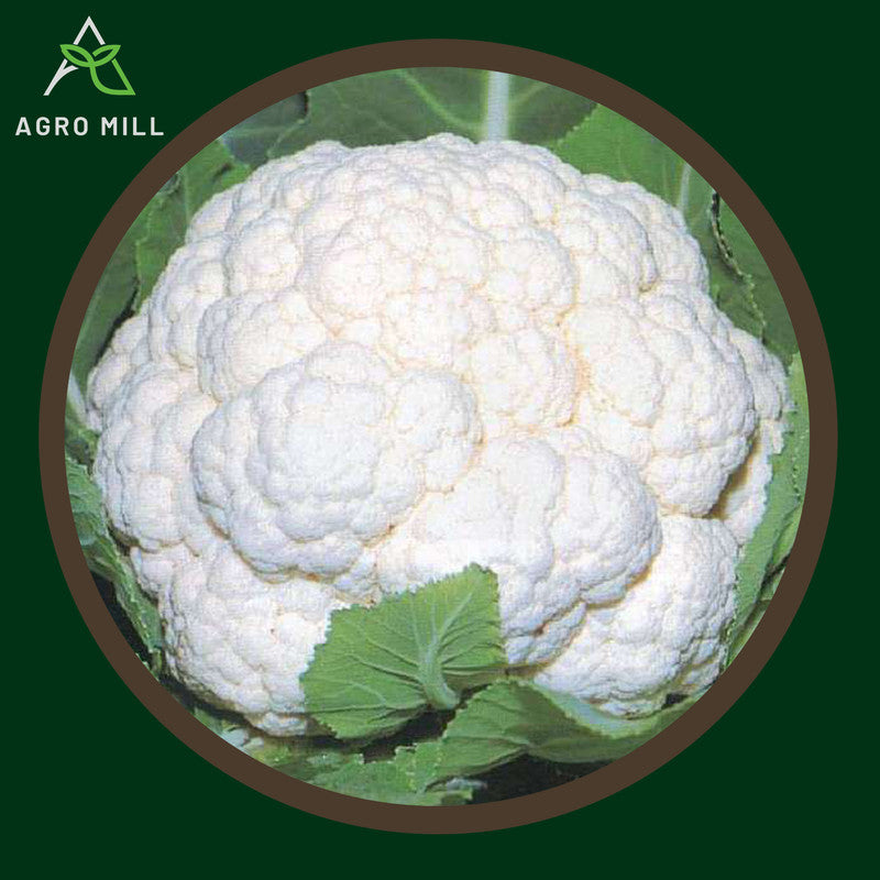 Cauliflower | Phool Gobhi | Vegetable Seeds for Home Garden | Farming | Open Pollinated | 100% Organic | Non Gmo