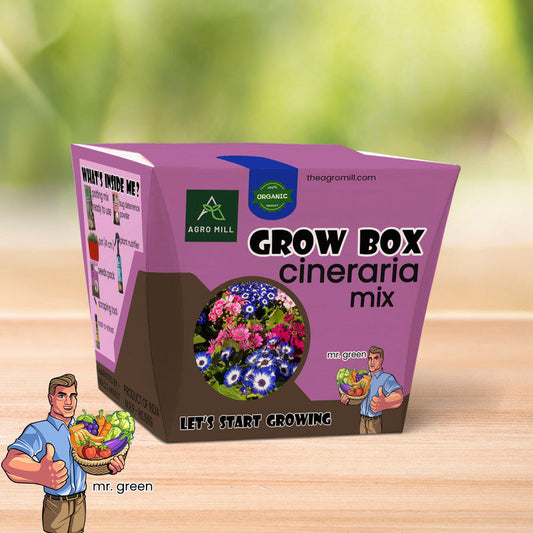 Floral Symphony: The Cineraria Mix Grow Box