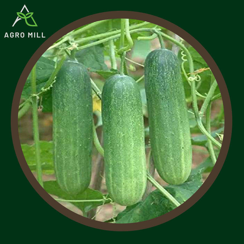 Cucumber | Kheera | Kakdi Vegetable Seeds for Home Garden | Farming | Open Pollinated | 100% Organic | Non Gmo 5 GM.