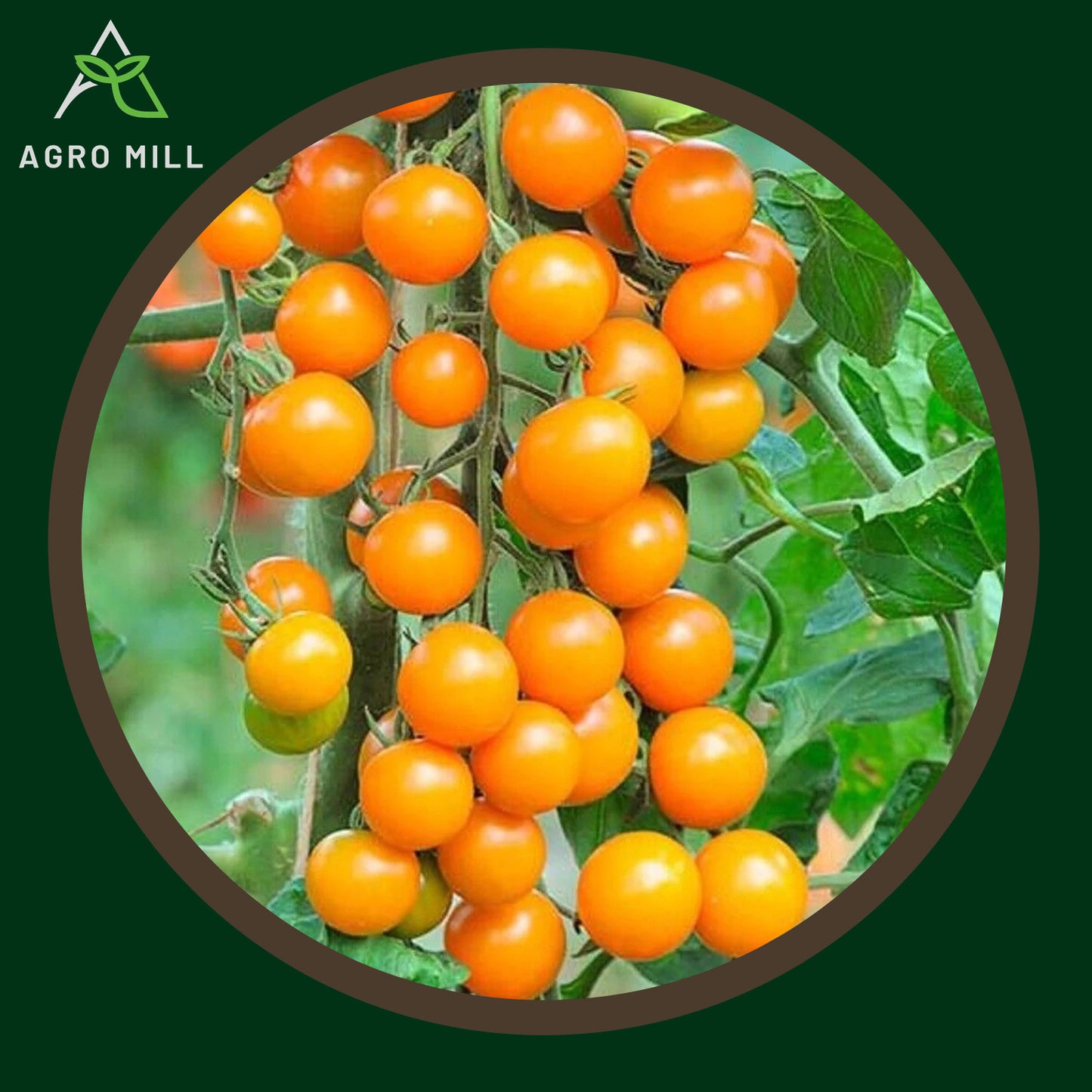 Gold Cherry Tomato | Exotic Vegetable Seeds for Home Garden | Farming | Open Pollinated | 100% Organic | Non Gmo | 80-100 Seeds