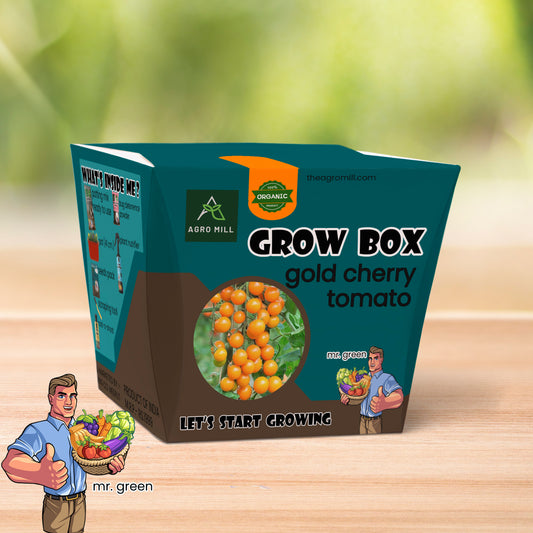 Scarlet Bounty: Growing Gold Cherry Tomatoes from the Grow Box