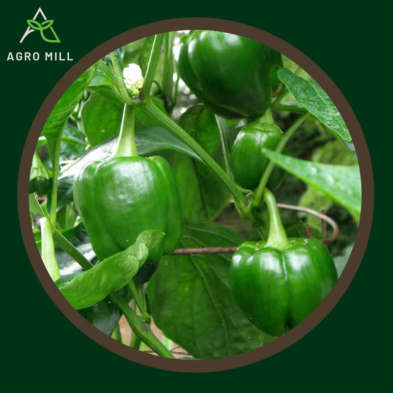 Green Capsicum | Shimla Mirch | Green Bell Pepper Vegetable Seeds for Home Garden | Farming | Open Pollinated | 100% Organic | Non Gmo | 90-100 SEEDS