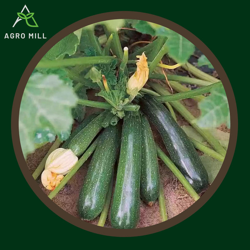 Zucchini | Green Squash | Exotic Vegetable Seeds for Home Garden | Farming | Open Pollinated | 100% Organic | Non Gmo | 8-10 Seeds