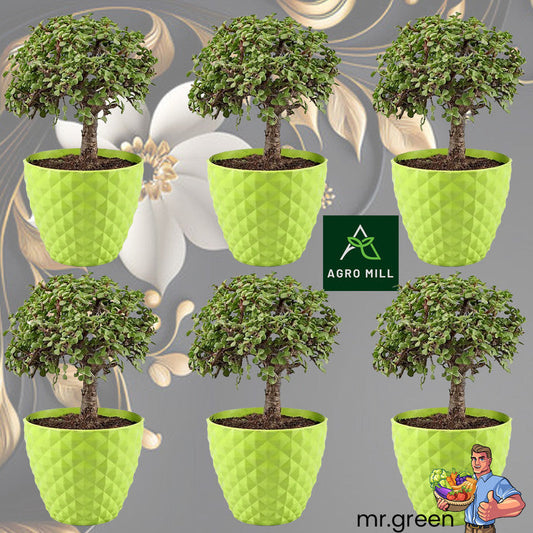 Diamond Collection Planters | 6 Inch | 6 PC Set | Green