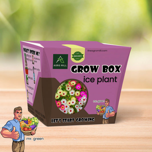 Ice Plant Oasis: Your Complete Grow Box