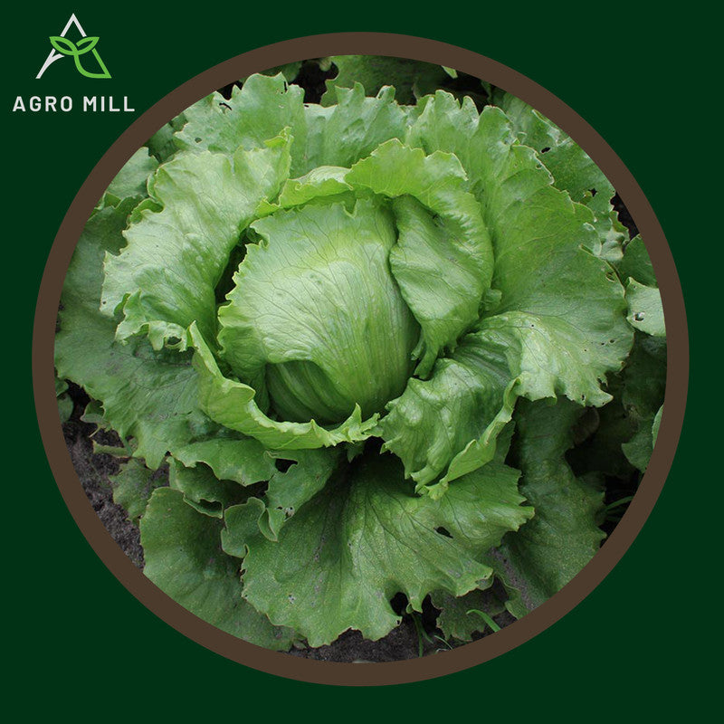 Iceberg Lettuce | Salad Patta | Exotic Vegetable Seeds for Home Garden | Farming | Open Pollinated | 100% Organic | Non Gmo