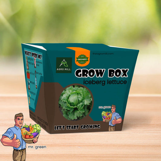 Frozen Bounty: Cultivating Iceberg Lettuce from the Grow Box