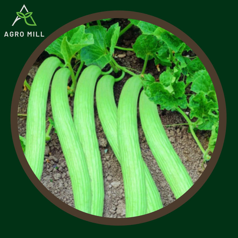 Kakdi | Long Melon | Vegetable Seeds for Home Garden | Farming | Open Pollinated | 100% Organic | Non Gmo | 5 Gm.