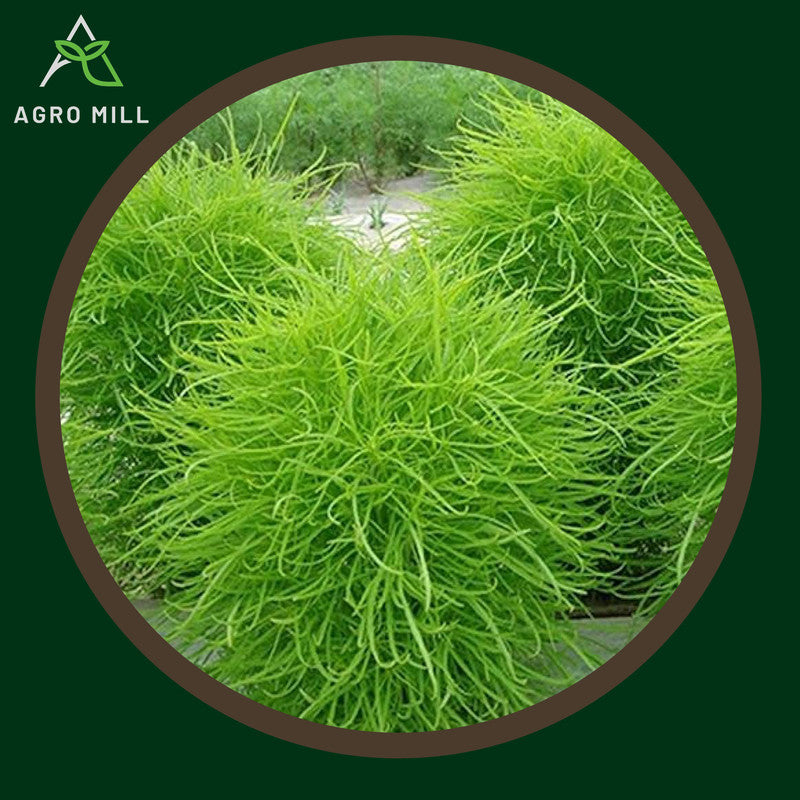 Kochia | Flower Seeds for Home Garden | Open Pollinated | 100% Organic | Non Gmo | 450-500 SEEDS