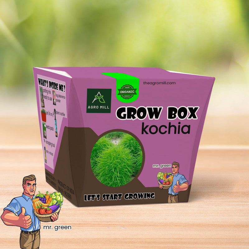 Whimsical Winds: Kochia Grow Box