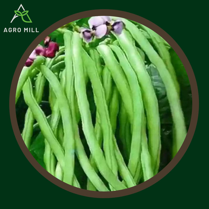 Lobhia | Cowpeas | Black Eyed Beans | Vegetable Seeds for Home Garden | Farming | Open Pollinated | 100% Organic | Non Gmo | 10 Gm.