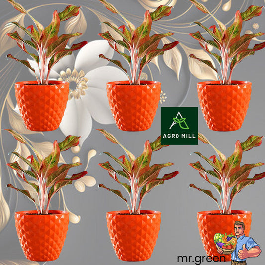 Diamond Collection Planters | 6 Inch | 6 PC Set | Orange