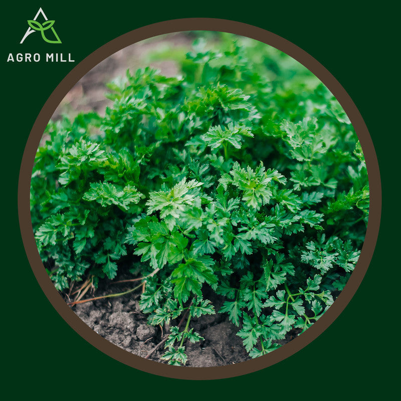 Parsley | Exotic Vegetable Seeds for Home Garden | Farming | Open Pollinated | 100% Organic | Non Gmo | 550-600 Seeds