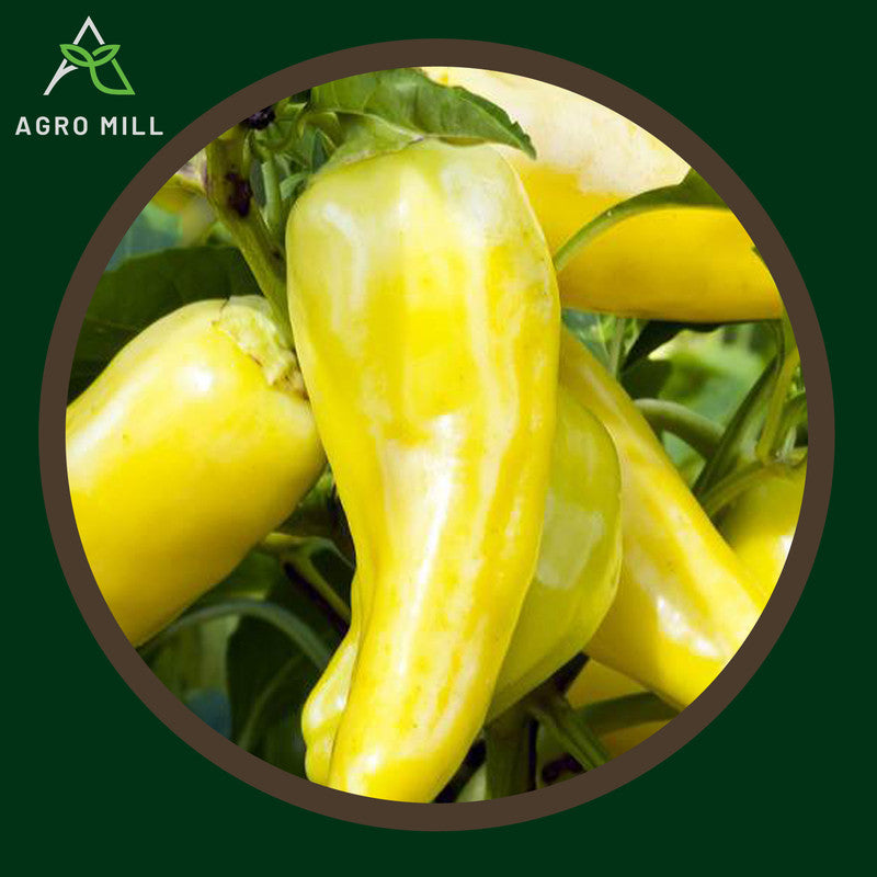 Pepper Sweet Banana | Exotic Vegetable Seeds for Home Garden | Farming | Open Pollinated | 100% Organic | Non Gmo | 70-80 Seeds