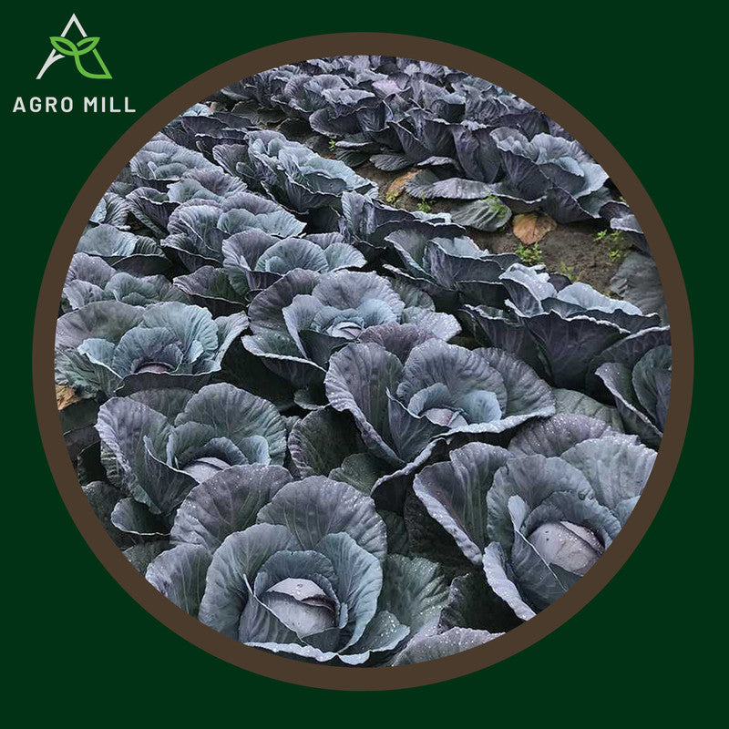 Red Cabbage | Lal Gobhi | Exotic Vegetable Seeds for Home Garden | Farming | Open Pollinated | 100% Organic | Non Gmo | 90-100 Seeds