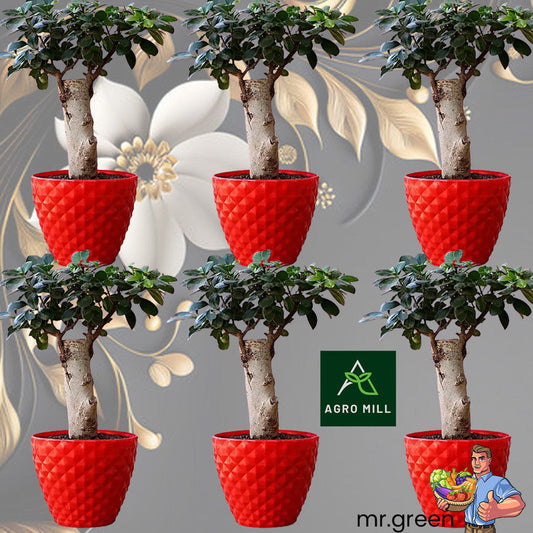 Diamond Collection Planters | 6 Inch | 6 PC Set | Red