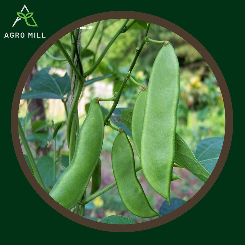 Lima Beans | Sem Phali | Vegetable Seeds for Home Garden | Farming | Open Pollinated | 100% Organic | Non Gmo | 10 GM.