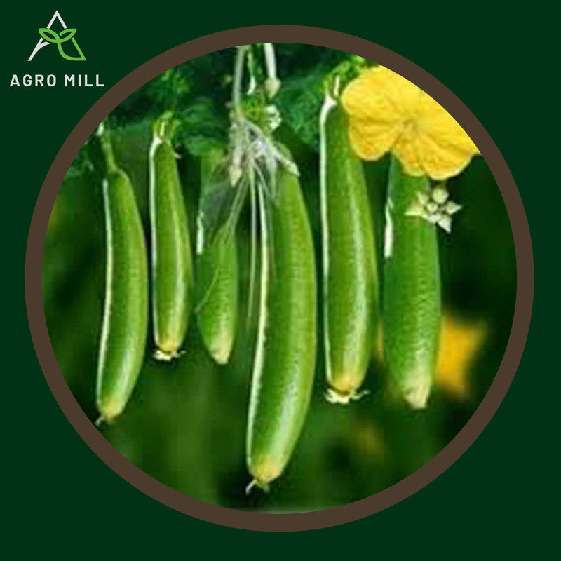 Sponge Gourd | Turai | Tori | Luffa | Vegetable Seeds for Home Garden | Farming | Open Pollinated | 100% Organic | Non Gmo | 10 Gm.