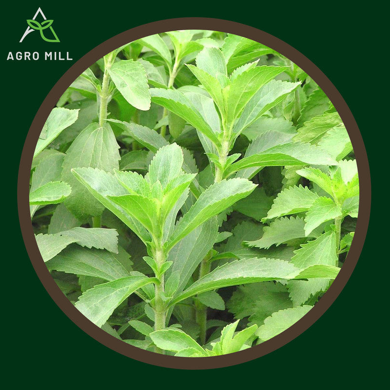 Stevia | Sweet Leaves | Herb Seeds for Home Garden | Farming | Open Pollinated | 100% Organic | Non Gmo| 200-250 Seeds