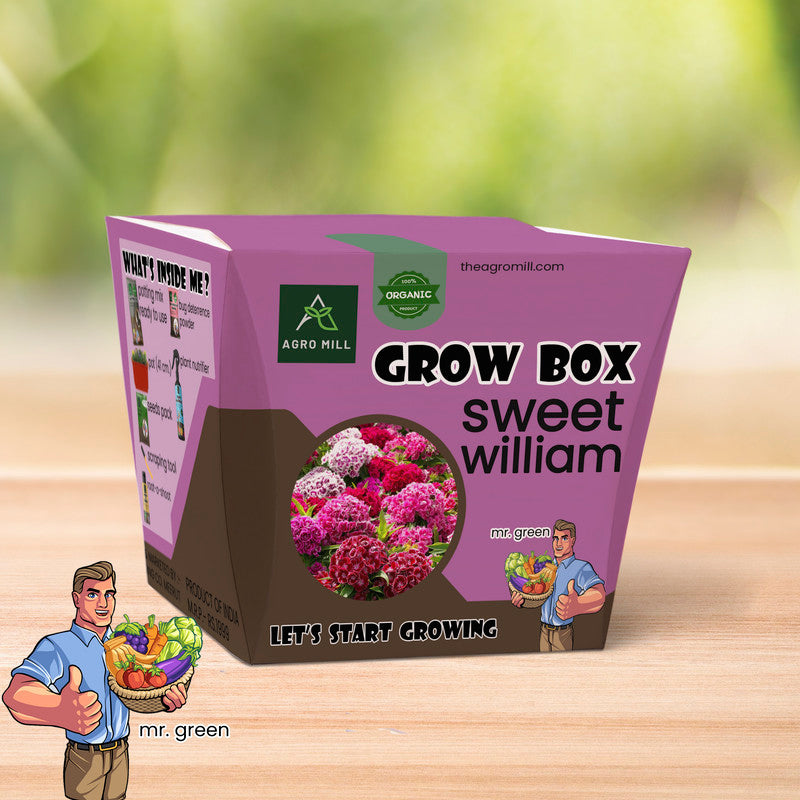 Whimsical Charm: Sweet William Mix Grow Box