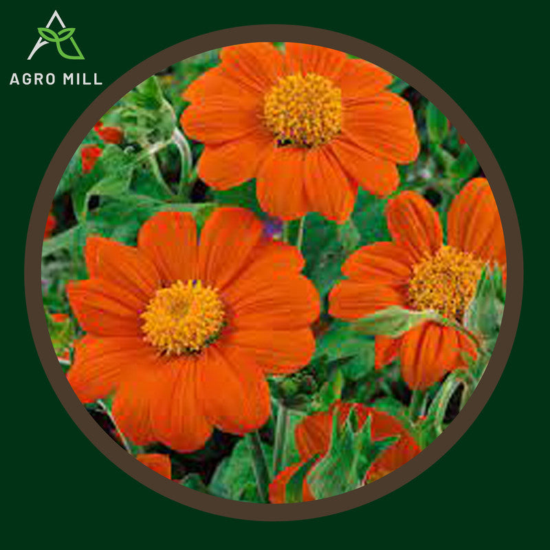 Tithonia | Flower Seeds for Home Garden | Open Pollinated | 100% Organic | Non Gmo | 80-100 SEEDS