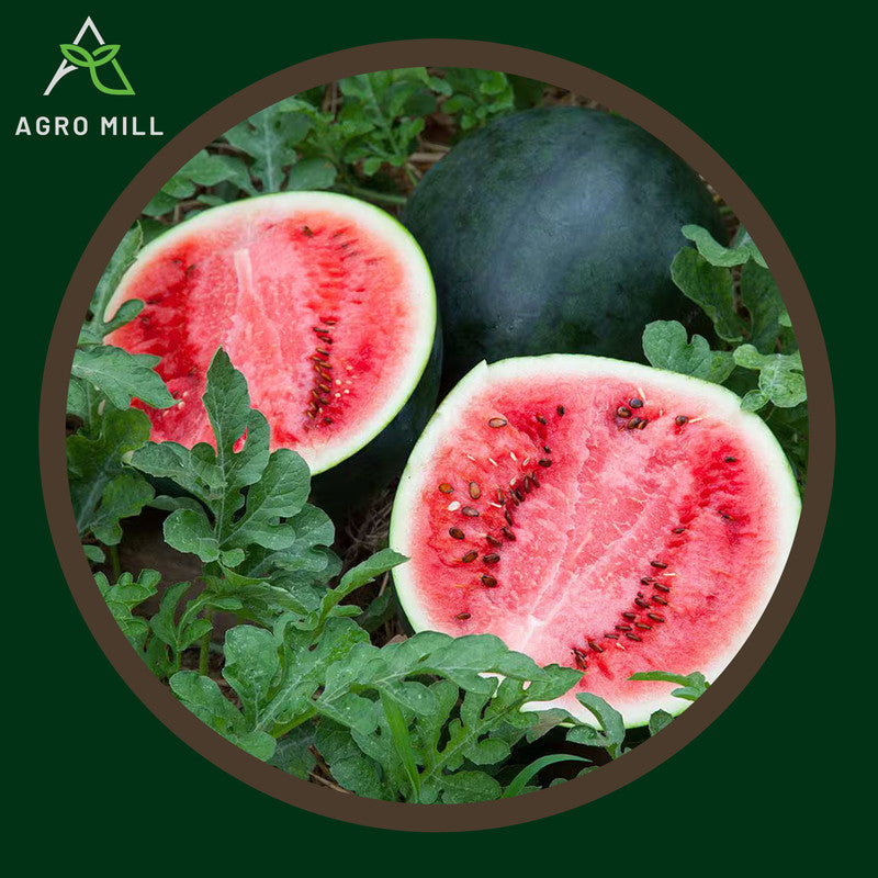 Watermelon | Tarbooz | Fruit Seeds for Home Garden | Farming | Open Pollinated | 100% Organic | Non Gmo | 80-100 Seeds