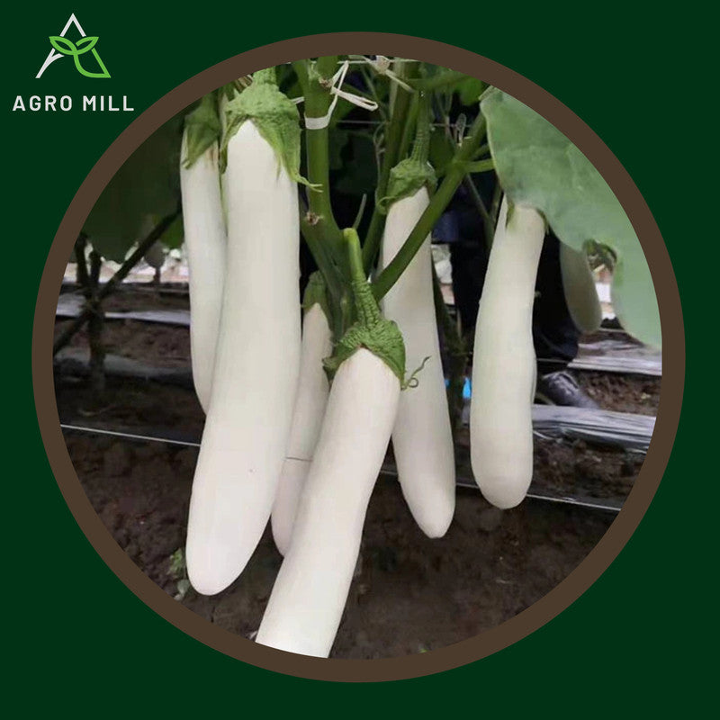 White Brinjal Long | Eggplant |Baingan | Vegetable Seeds for Home Garden | Farming | Open Pollinated | 100% Organic | Non Gmo | 280-300 SEEDS