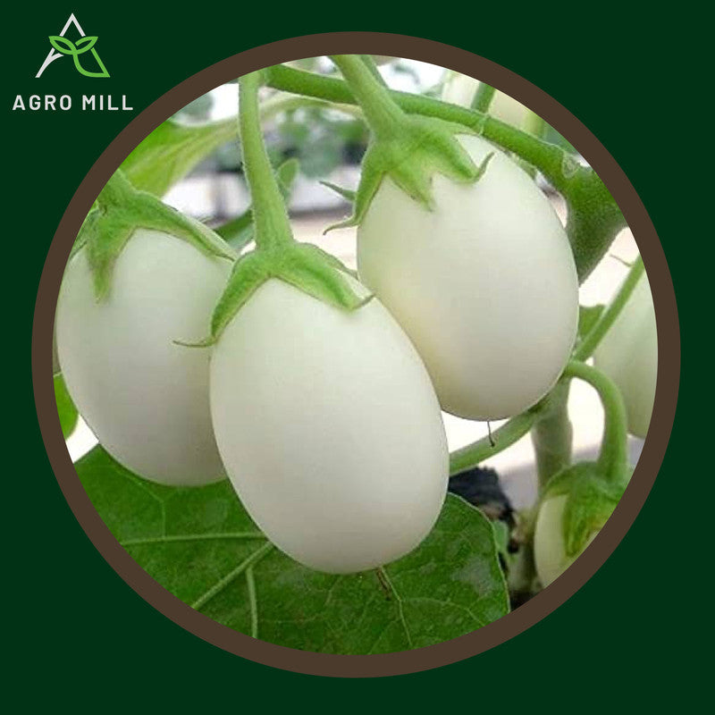 White Brinjal Round | Eggplant |Baingan | Vegetable Seeds for Home Garden | Farming | Open Pollinated | 100% Organic | Non Gmo | 280-300 SEEDS