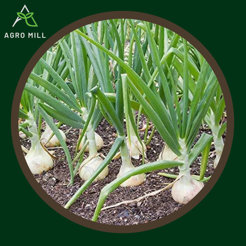 White Onion | Safed Pyaaz | Exotic Vegetable Seeds for Home Garden | Farming | Open Pollinated | 100% Organic | Non Gmo|2 Gm.