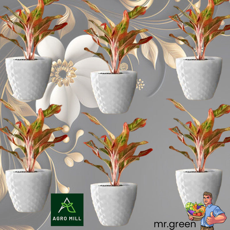 Diamond Collection Planters | 6 Inch | 6 PC Set | White