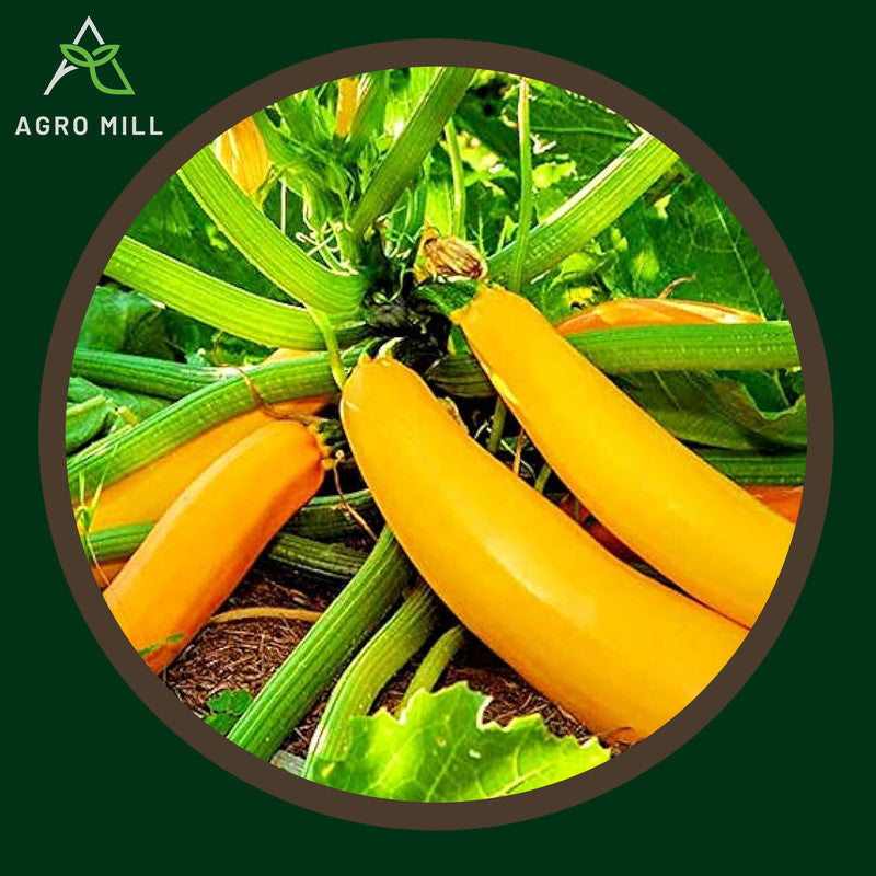 Yellow Zucchini | Yellow Squash | Exotic Vegetable Seeds for Home Garden | Farming | Open Pollinated | 100% Organic | Non Gmo | 8-10 Seeds