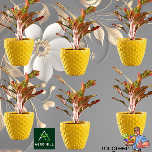 Diamond Collection Planters | 6 Inch | 6 PC Set | Yellow