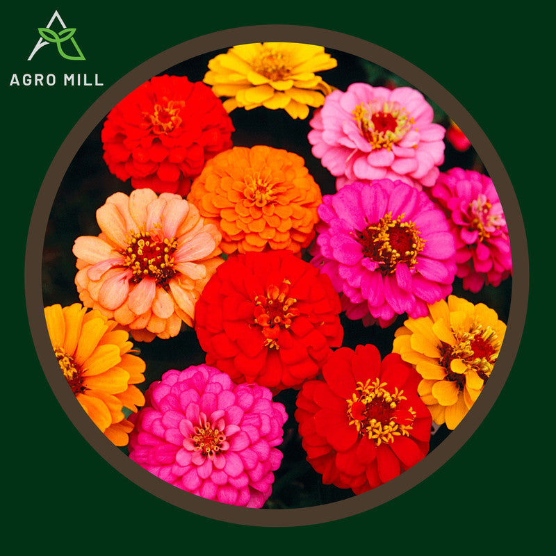 Zinnia Mix | Jinia Mix | Flower Seeds for Home Garden | Open Pollinated | 100% Organic | Non Gmo | 80-100 SEEDS